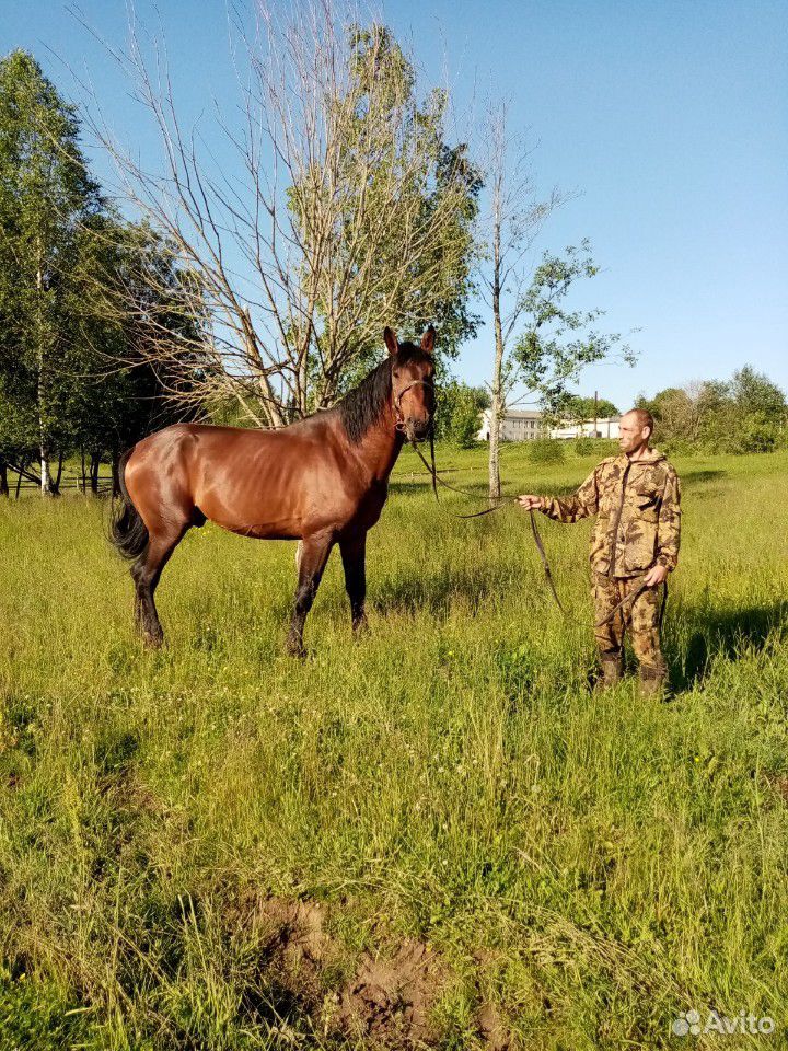Лошадь купить на Зозу.ру - фотография № 5