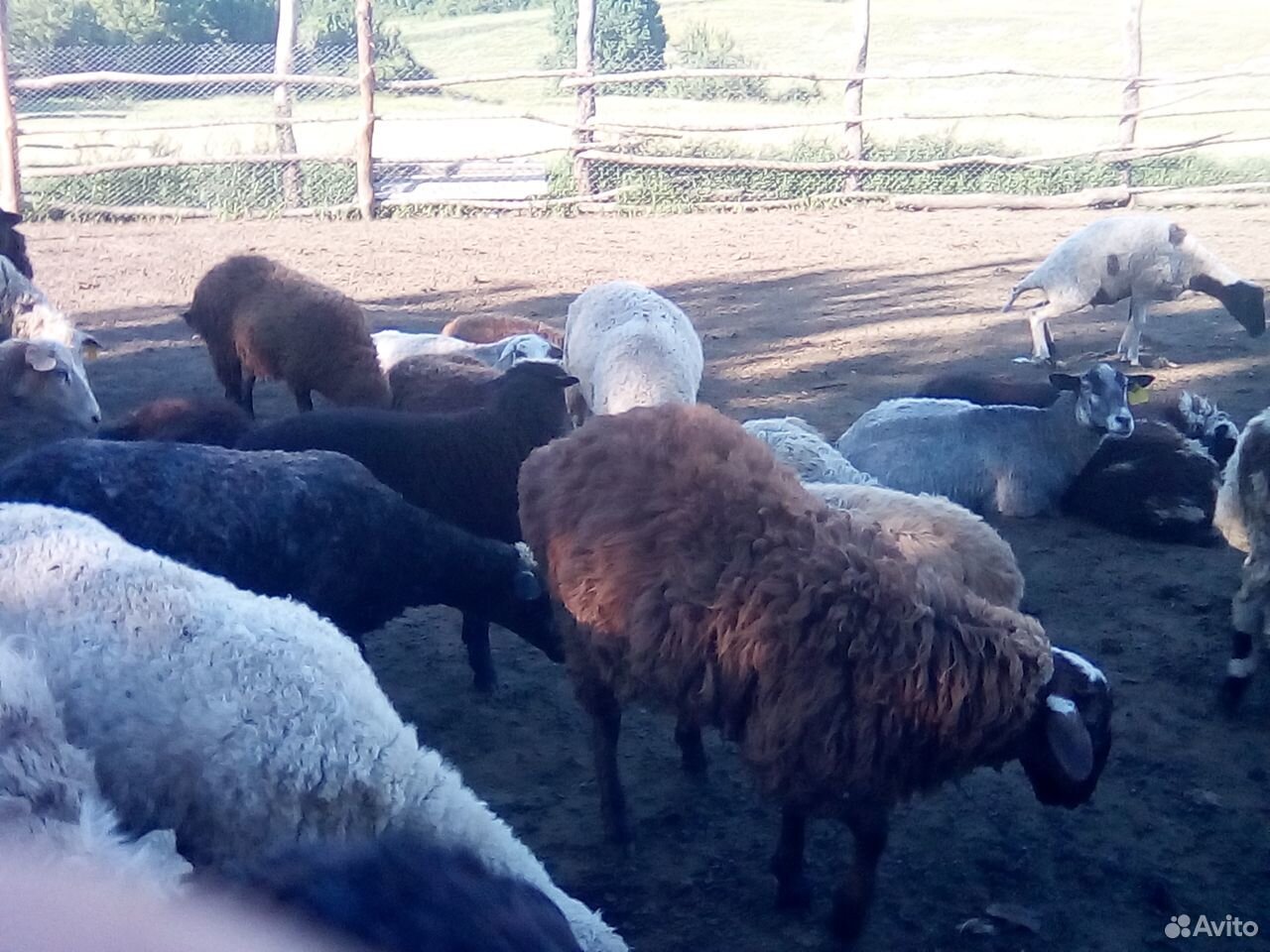 Продажа овец купить на Зозу.ру - фотография № 6