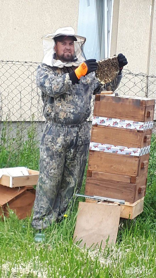 Приму рой пчел купить на Зозу.ру - фотография № 1