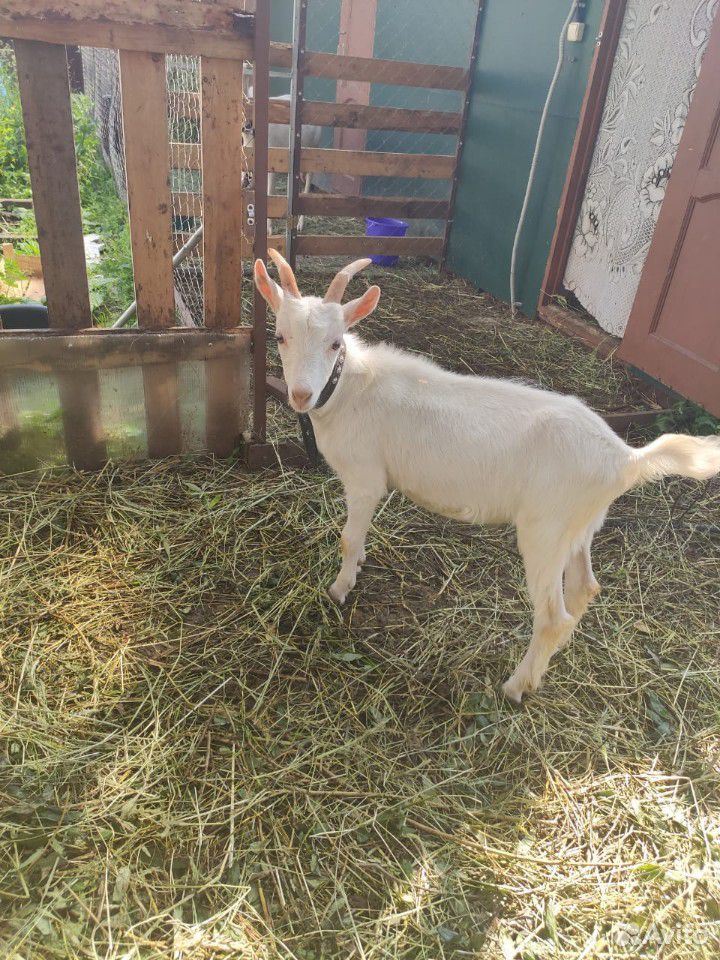 Продается стадо коз с козлятами купить на Зозу.ру - фотография № 8