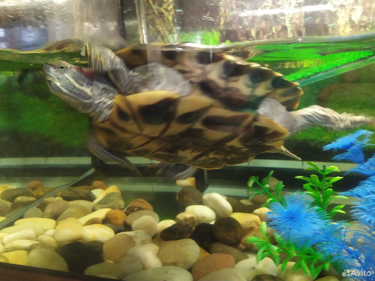 Черепаха красноухая (бесплатно) купить на Зозу.ру - фотография № 3