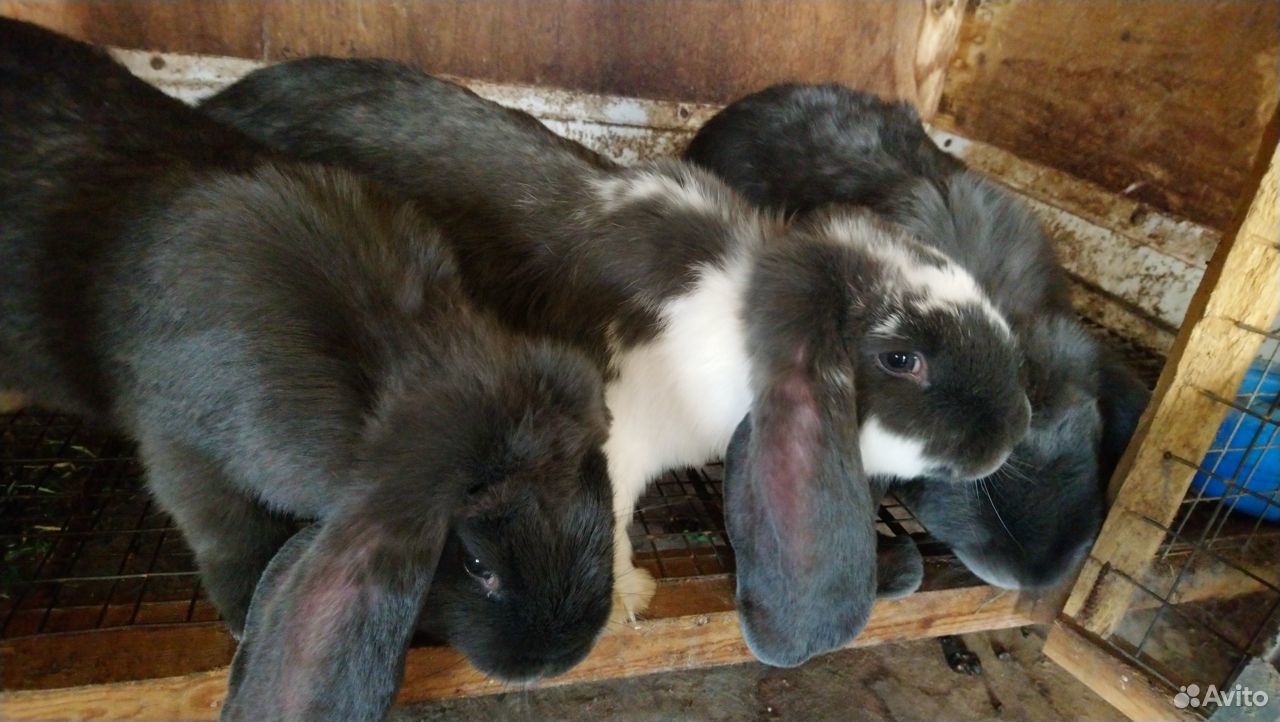 Продажа живых кроликов купить на Зозу.ру - фотография № 6
