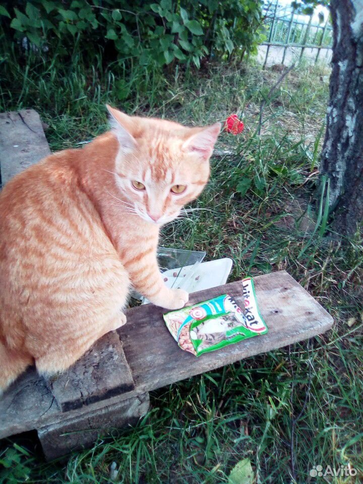 Кот Тишка ищет мампап купить на Зозу.ру - фотография № 1