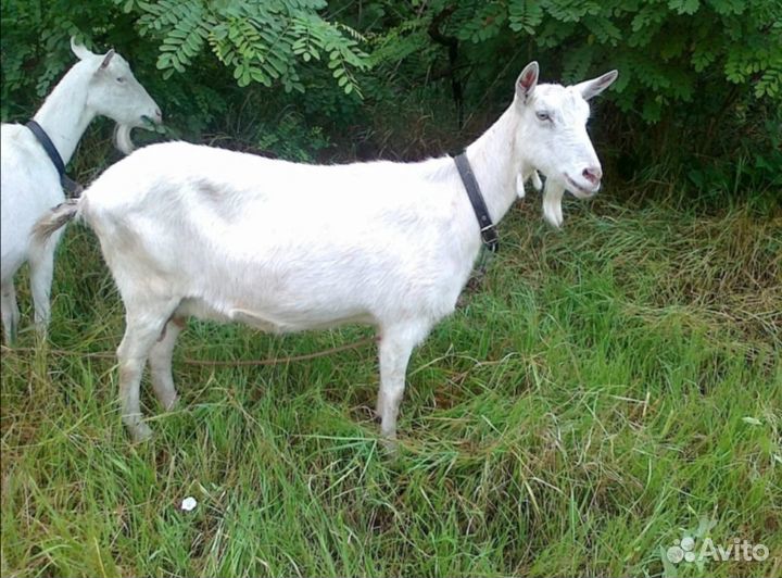 Козы и козлята породистые купить на Зозу.ру - фотография № 1
