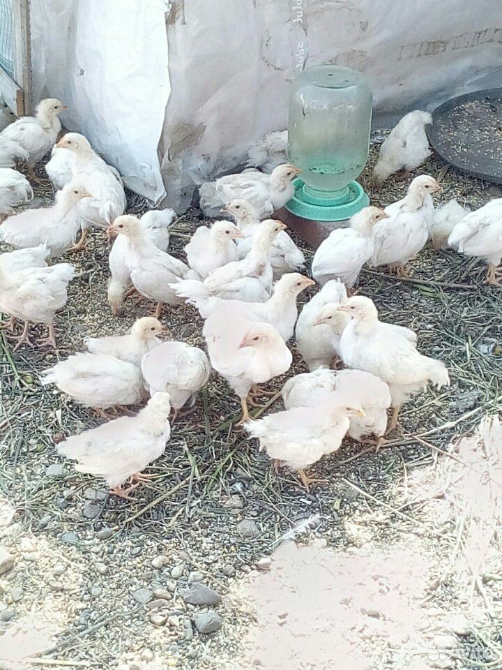 Цыплята,курицы купить на Зозу.ру - фотография № 1
