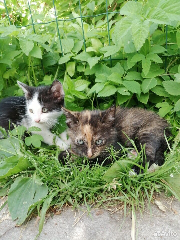 Котята от кошки-крысоловки купить на Зозу.ру - фотография № 3