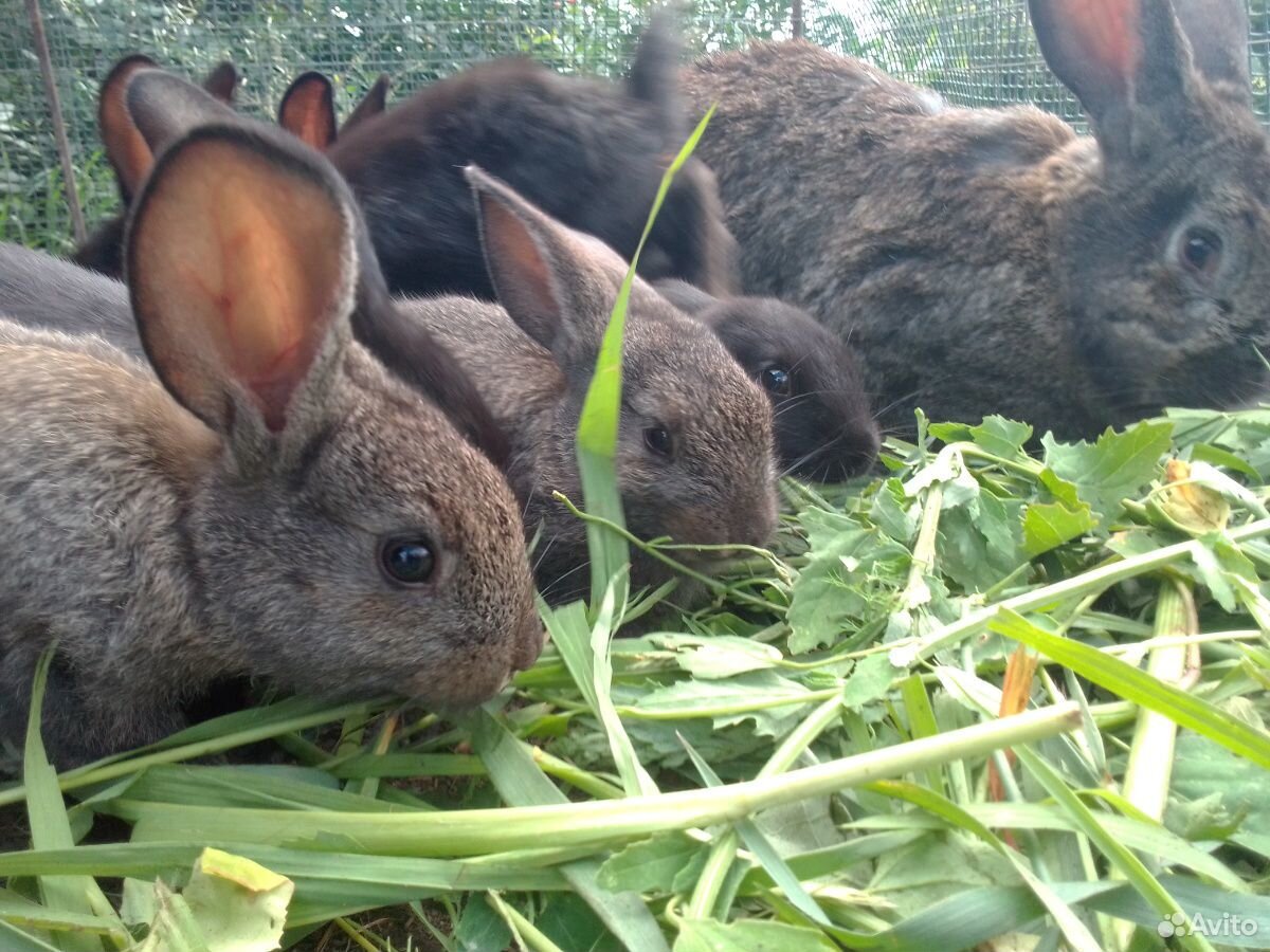 Кролики Фландр купить на Зозу.ру - фотография № 6