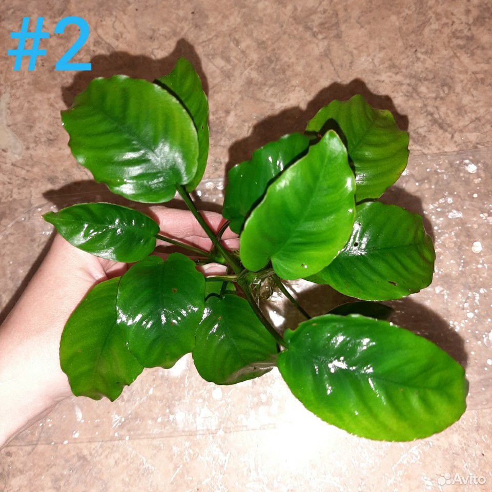Анубиас Бартера, аквариумное растение купить на Зозу.ру - фотография № 1