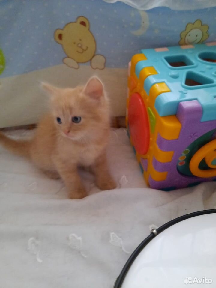 Персиковый котёнок ищет себе хозяина купить на Зозу.ру - фотография № 1