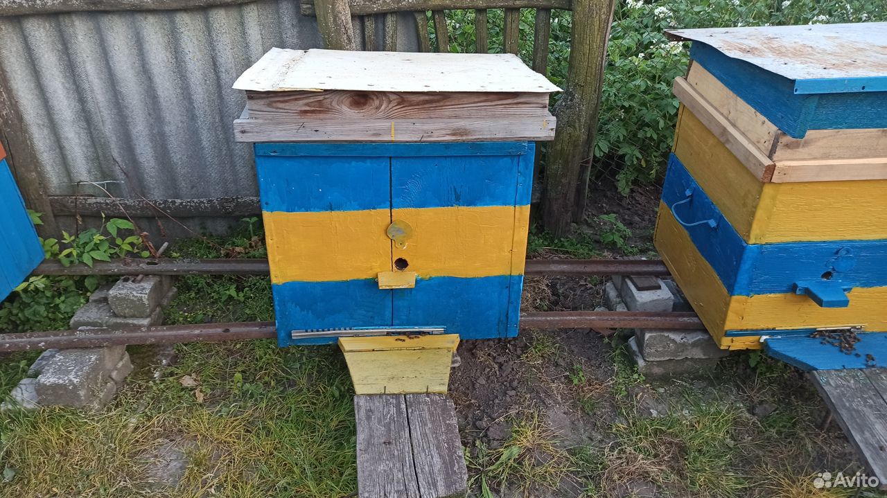Две пчелосемьи купить на Зозу.ру - фотография № 3
