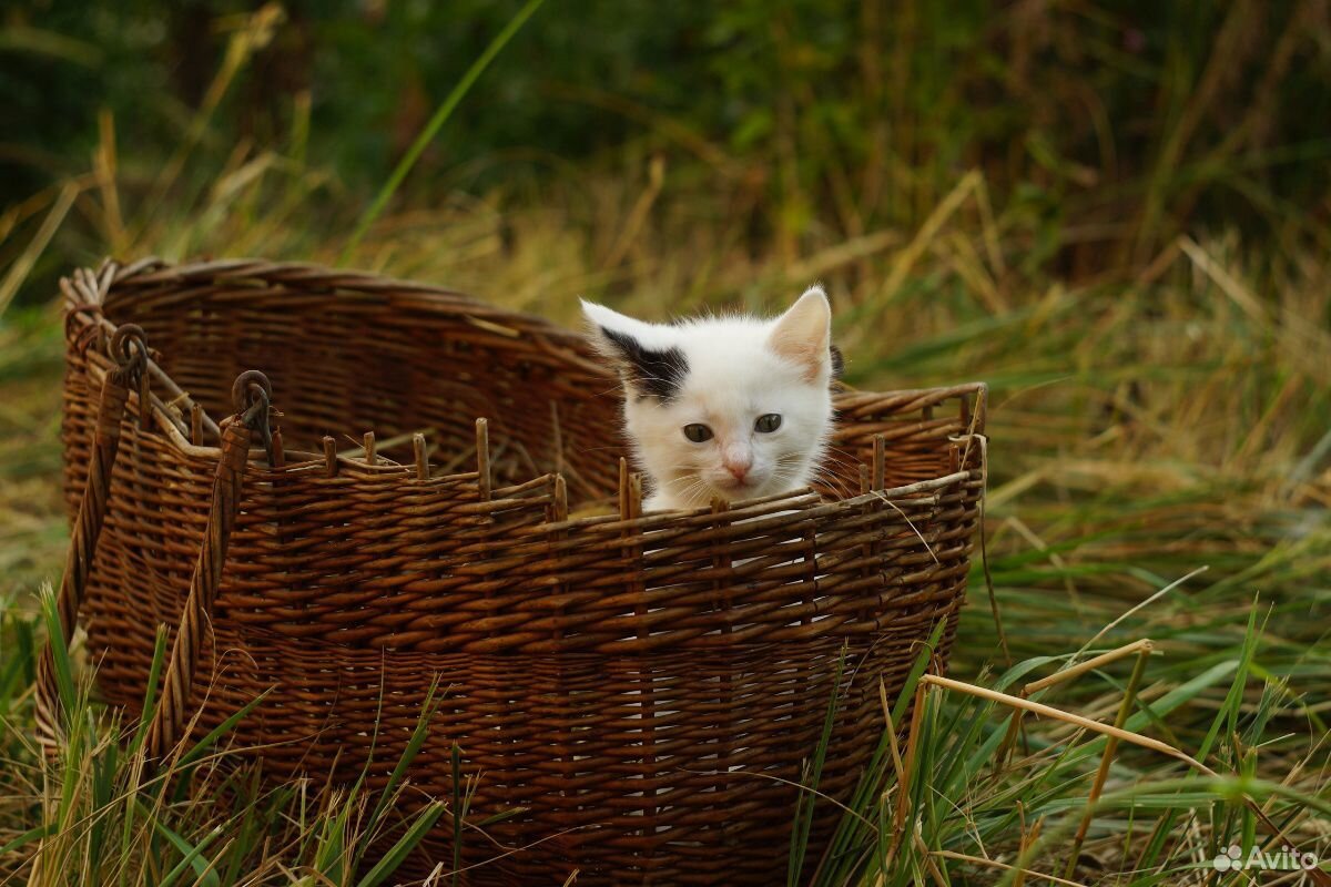 Котёнок купить на Зозу.ру - фотография № 5