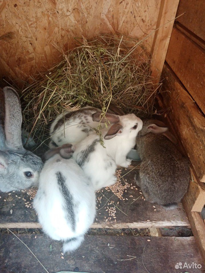 Кролики, 2 месяца купить на Зозу.ру - фотография № 2