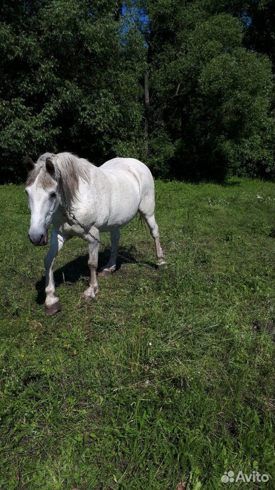 Продается лошадь купить на Зозу.ру - фотография № 4