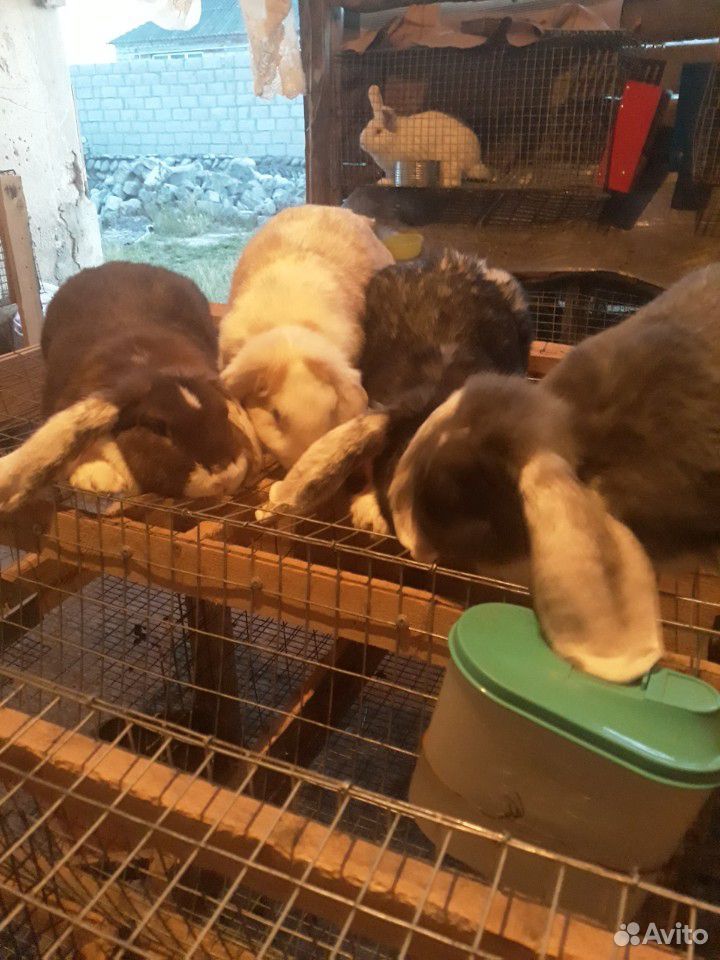 Кролики есть строгачи с крольчитами купить на Зозу.ру - фотография № 1