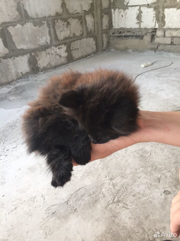Чёрная кошка купить на Зозу.ру - фотография № 6