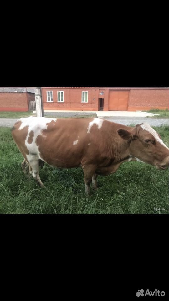 Корова на убой купить на Зозу.ру - фотография № 2
