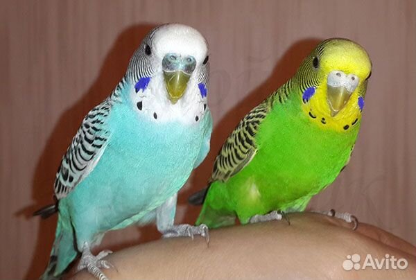 Волнистые попугаи (молодые) купить на Зозу.ру - фотография № 1