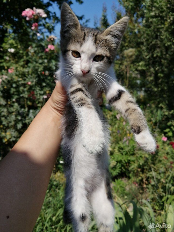 Котёнок девочка купить на Зозу.ру - фотография № 3