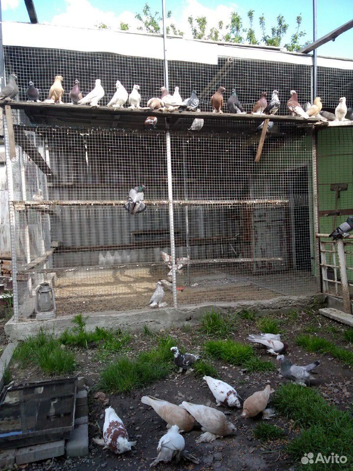 Узбекские голуби купить на Зозу.ру - фотография № 6