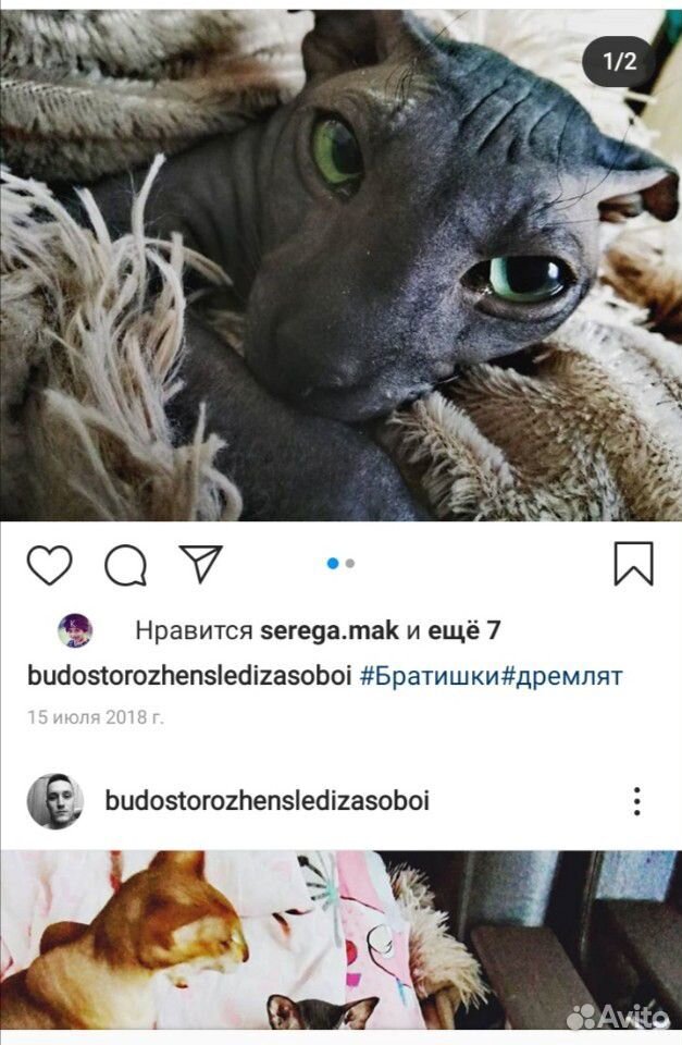 Кот матовый купить на Зозу.ру - фотография № 2