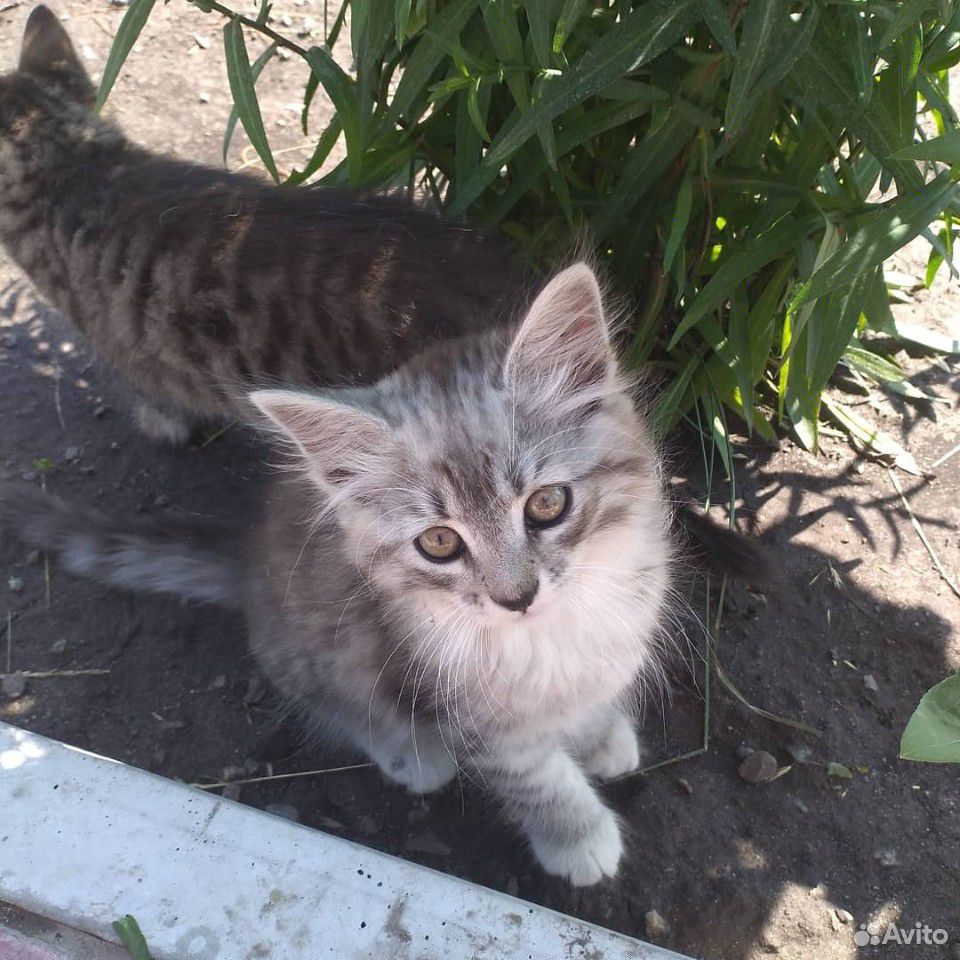 Два котёнка бесплатно купить на Зозу.ру - фотография № 3