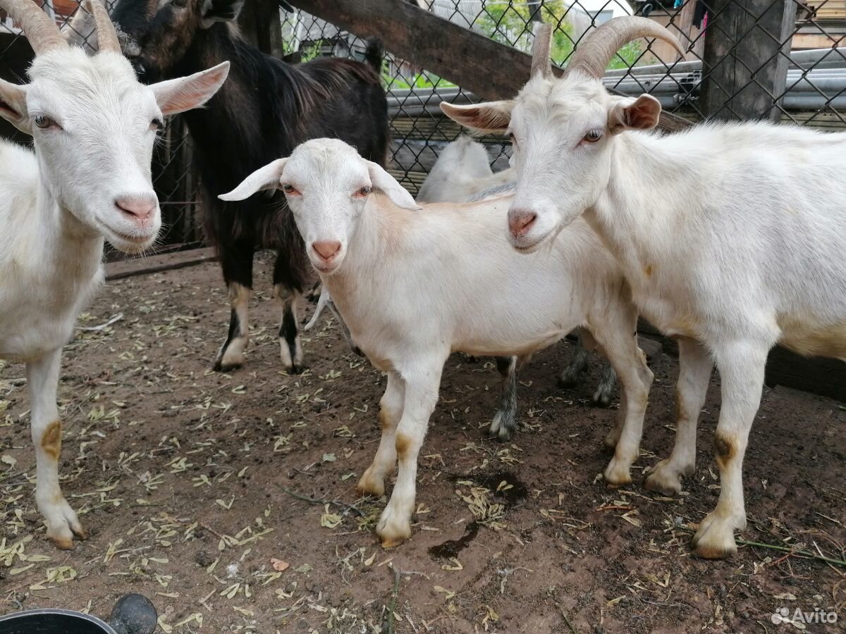 Продам дойную козу купить на Зозу.ру - фотография № 5