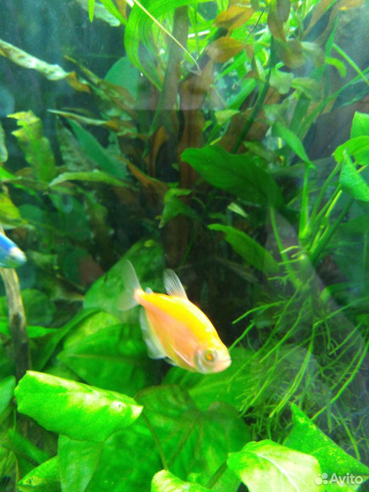 Рыбки аквариумные растения купить на Зозу.ру - фотография № 1