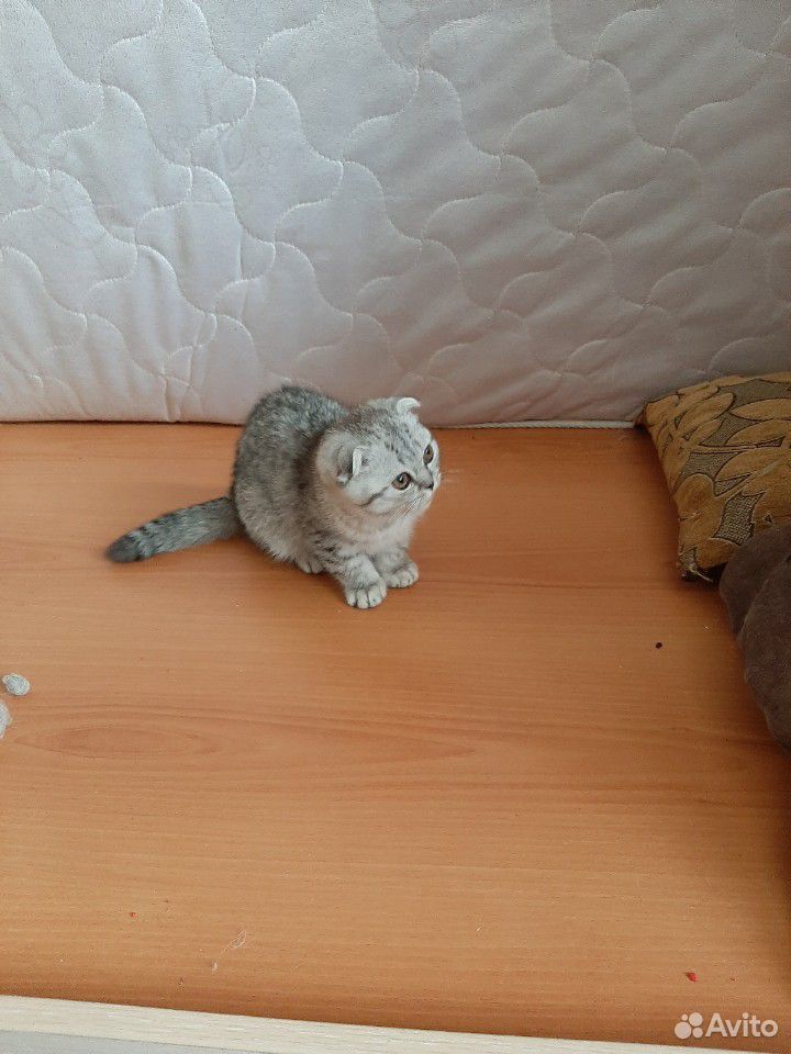 Продажа котёнка купить на Зозу.ру - фотография № 2