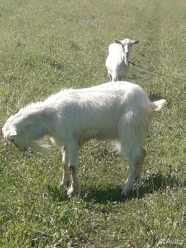Козел и коза на мясо.Козла можно на племя купить на Зозу.ру - фотография № 3