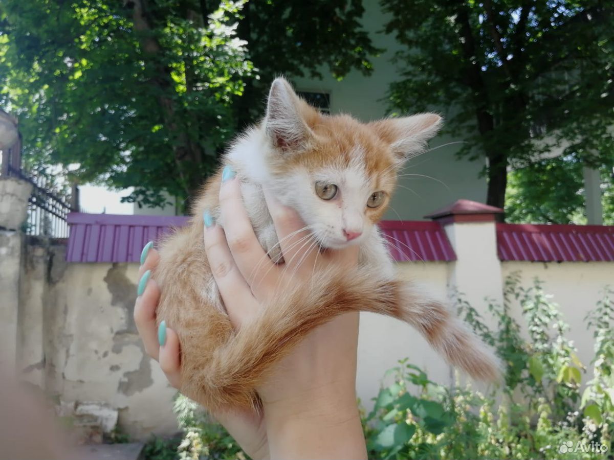 Рыжий котенок мальчик в добрые руки купить на Зозу.ру - фотография № 6