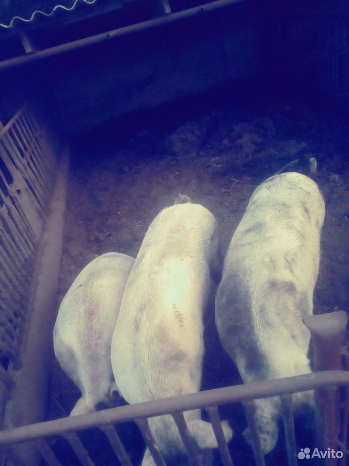Три свиньи купить на Зозу.ру - фотография № 3