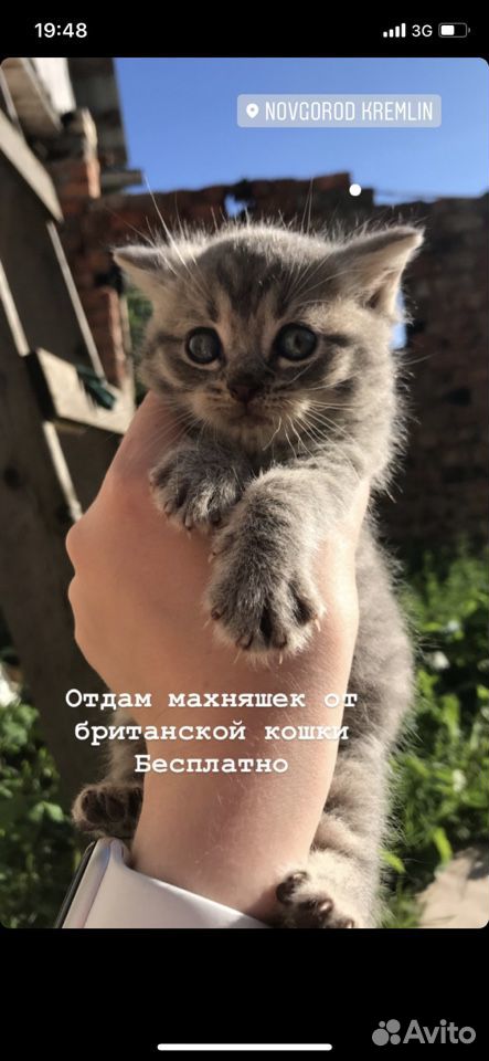 Котёнок от британской кошки, отдам в хорошие руки купить на Зозу.ру - фотография № 1