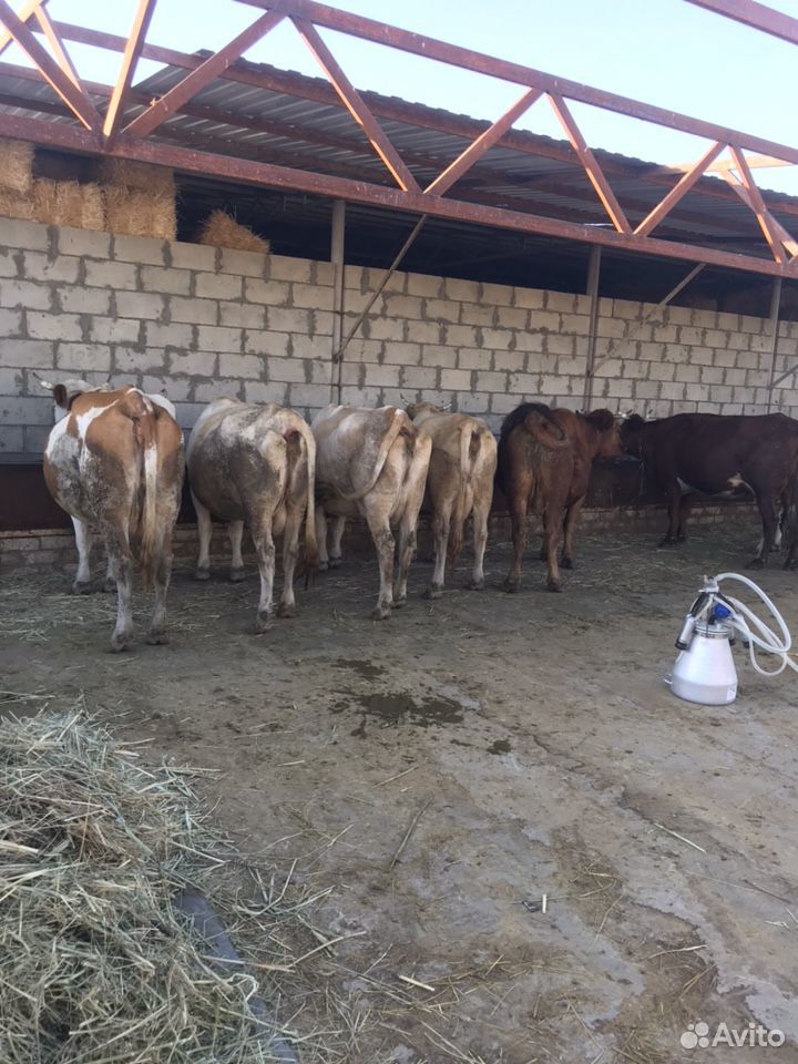 Продаются дойные коровы купить на Зозу.ру - фотография № 5
