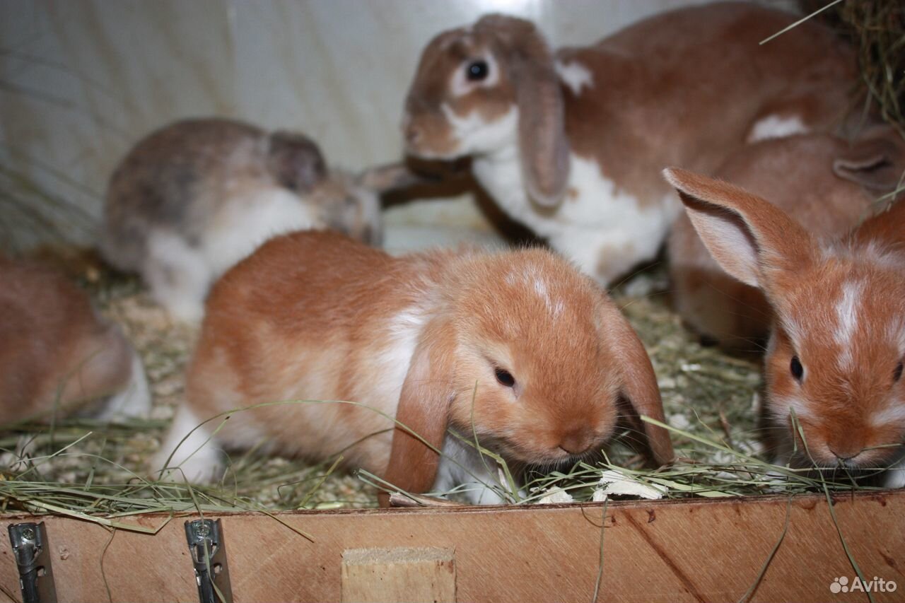Крольчата вислоухие 1.5 мес купить на Зозу.ру - фотография № 2