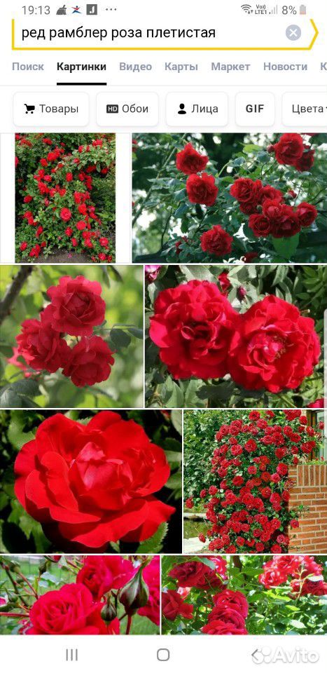 Розы Плетистые 3 сорта купить на Зозу.ру - фотография № 1