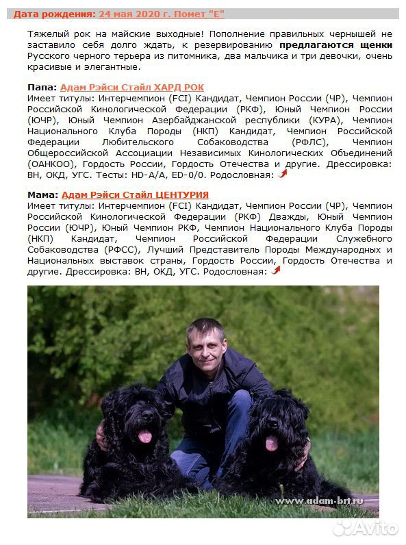 Русский чёрный терьер купить на Зозу.ру - фотография № 2
