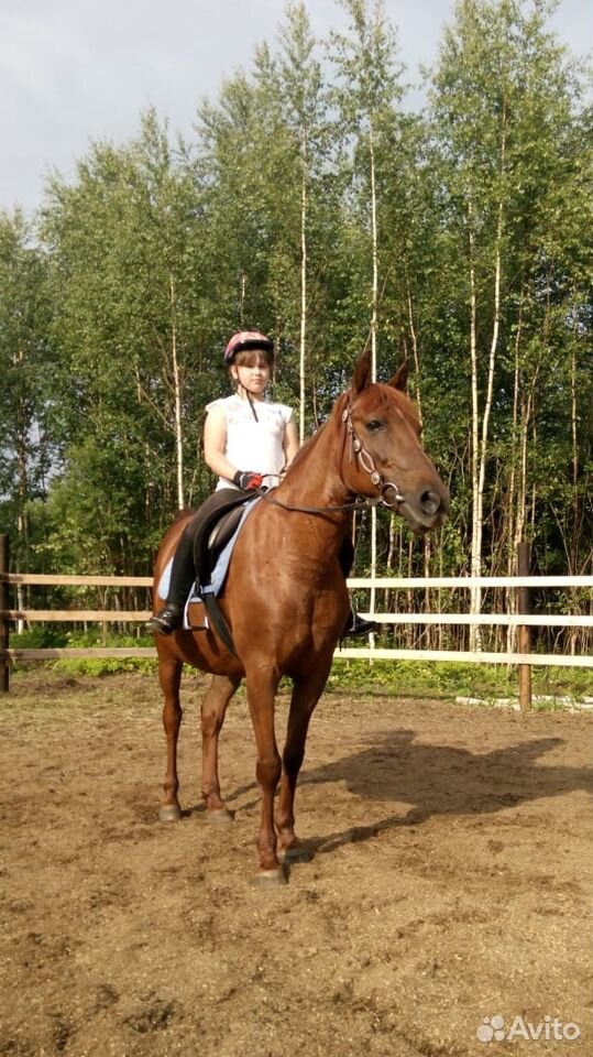 Лошадь для начинающих купить на Зозу.ру - фотография № 4