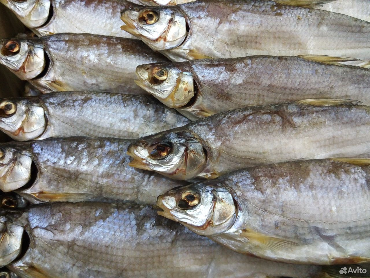 Рыба. Рыбец купить на Зозу.ру - фотография № 2