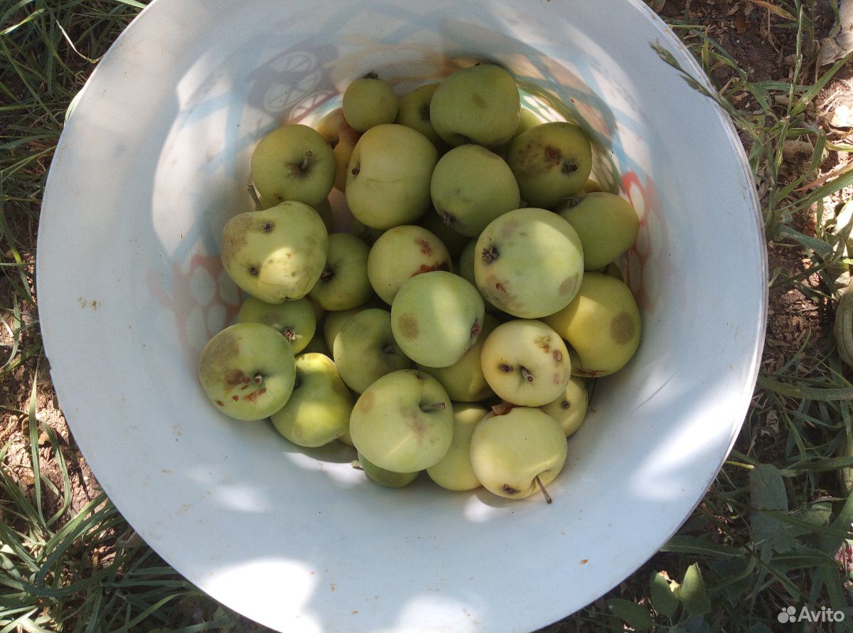 Яблоки летние купить на Зозу.ру - фотография № 2