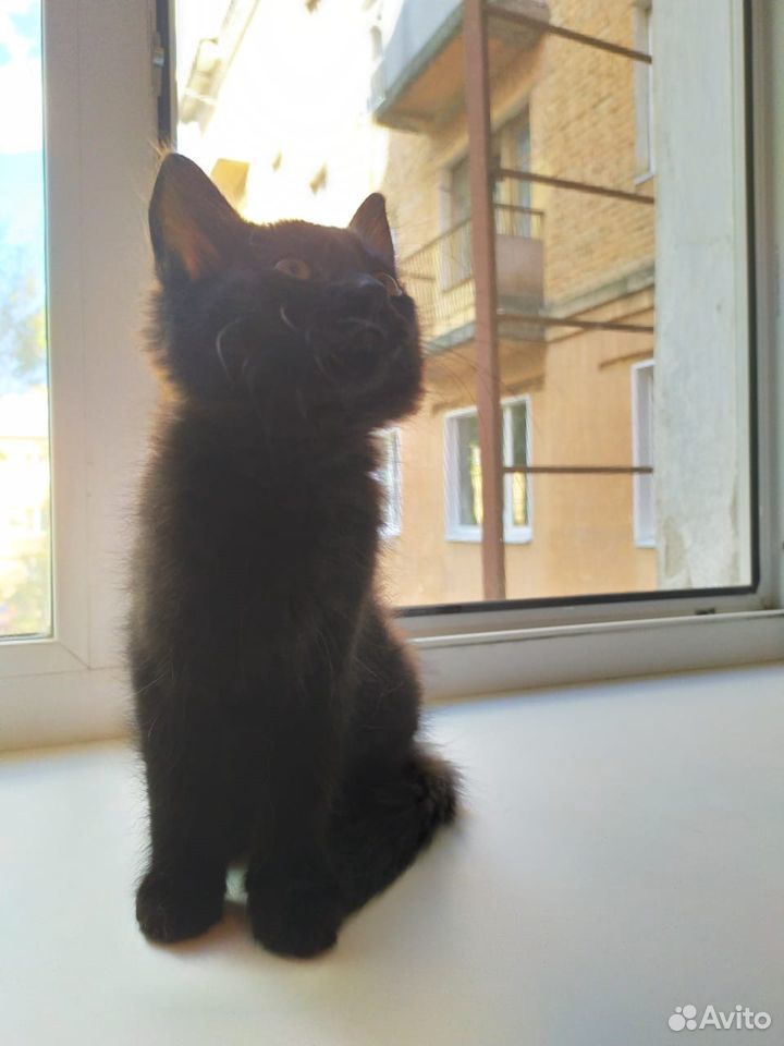 Черные котята 2 месяца купить на Зозу.ру - фотография № 2