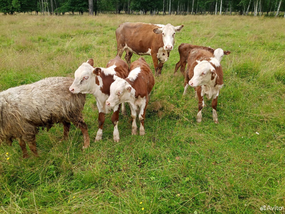 Бык и коровы с телятами на подсосе купить на Зозу.ру - фотография № 8