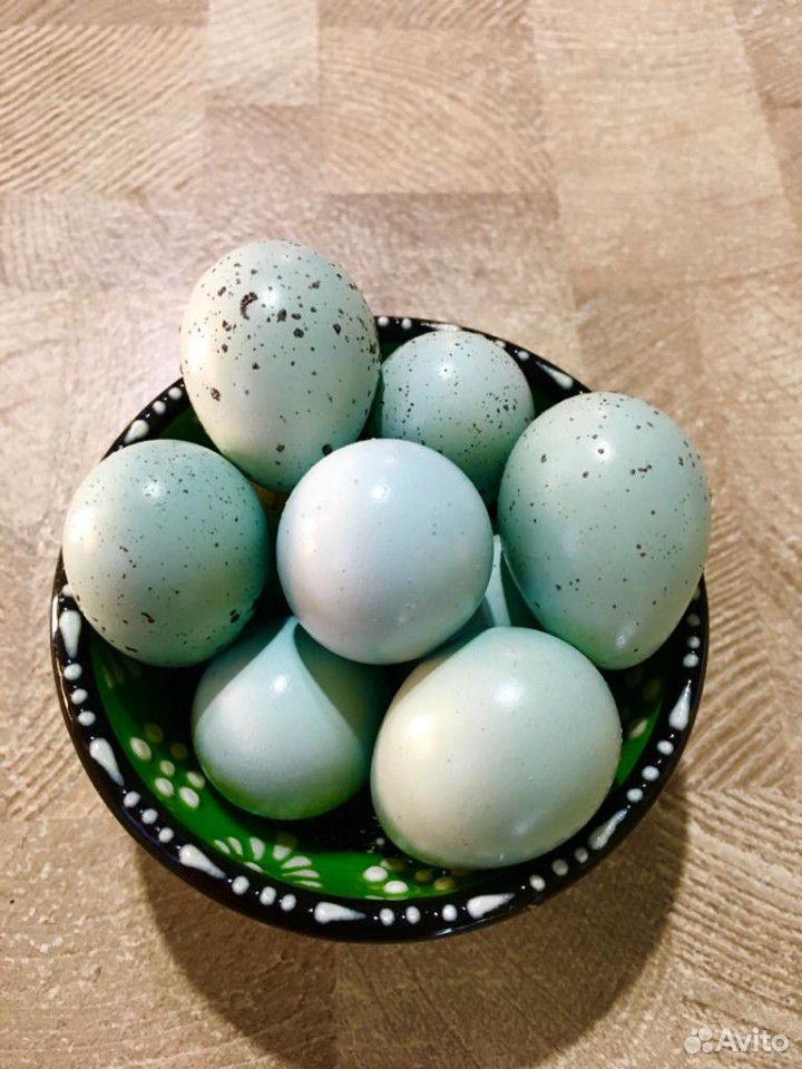 Селадон инкубационное яйцо купить на Зозу.ру - фотография № 1