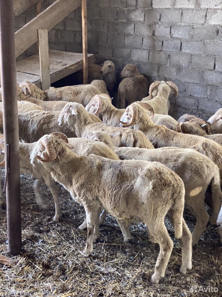 Бараны овцы купить на Зозу.ру - фотография № 6
