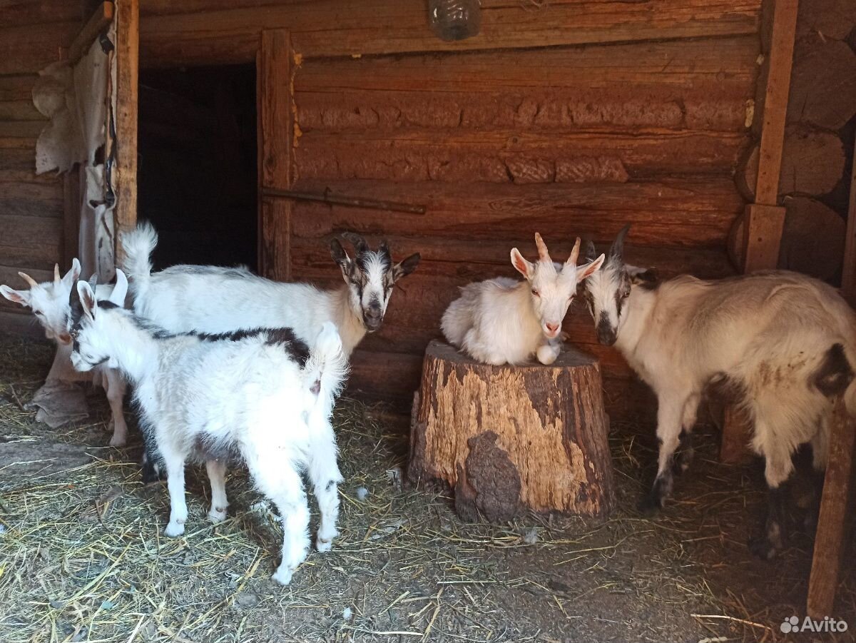 Молодые коза и козлы (возраст полгода) купить на Зозу.ру - фотография № 1