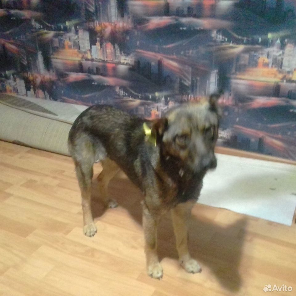 Собака чепрачного окраса купить на Зозу.ру - фотография № 1