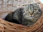 Шотландский вислоухий котик на вязку объявление продам