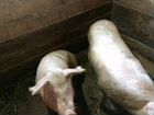 Деревенское мясо свинина объявление продам