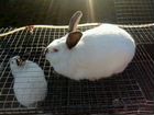 Продаю кроликов калифорнийской породы объявление продам