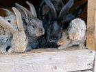 Кролики порода резены объявление продам