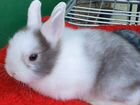 Цветные карликовые кролики объявление продам